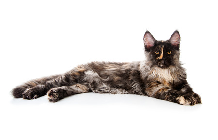 Maine Coon cat isolated on white backgroundの写真素材