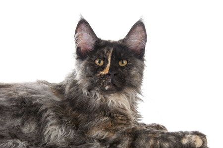 Maine Coon cat isolated on white backgroundの写真素材