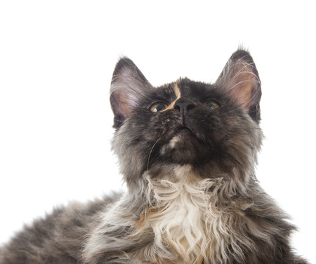Maine Coon cat isolated on white backgroundの写真素材