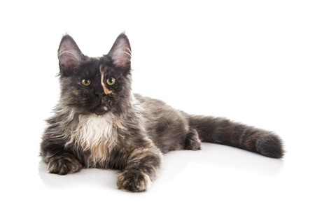Maine Coon cat isolated on white backgroundの写真素材