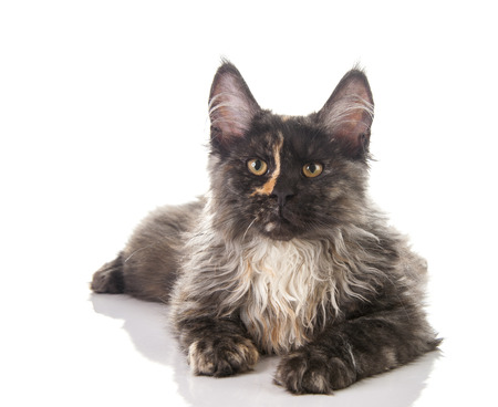Maine Coon cat isolated on white backgroundの写真素材