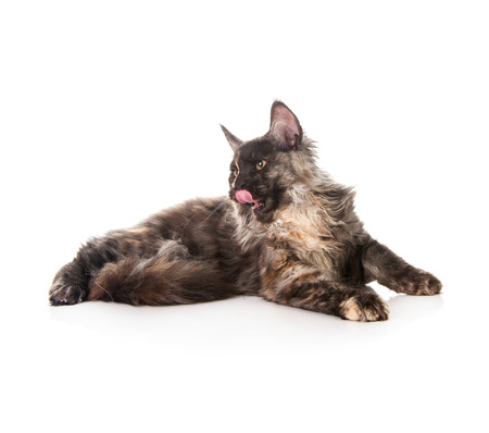 Maine Coon cat isolated on white backgroundの写真素材