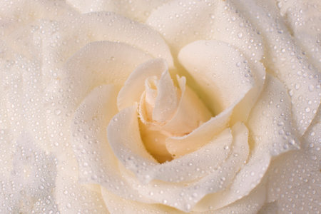 white rose with water drops on petalsの写真素材