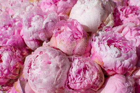pink peonies close-up with water drops on the petalsの写真素材