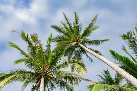 Big coconut palm tree against blue sky and cloudsの写真素材