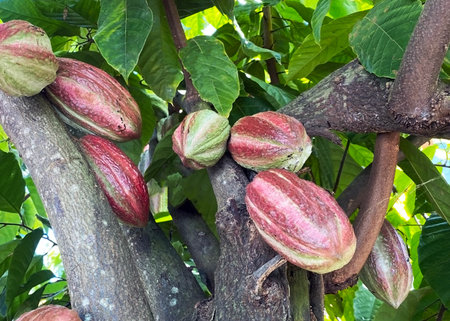 Cacao pods on a tree among the foliage.の写真素材