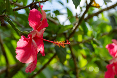 pink hibiscus flower on a tree in the gardenの写真素材