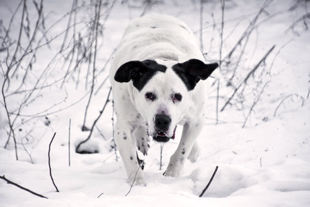 an overweight dog runs through the snow. High quality photoの写真素材
