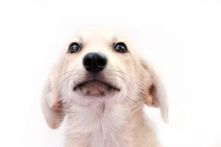 portrait of a puppy on a white background looking up with ears flattened. High quality photoの写真素材