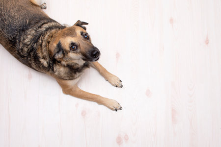 portrait of a dog looking up on a light background with copy space. High quality photoの写真素材