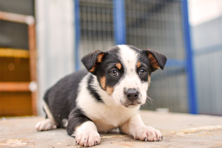 close up portrait of a small purebred puppy. High quality photoの写真素材