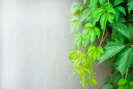 green branch parthenocissus with leaves on a gray background. High quality photoの写真素材