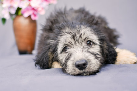 portrait of a small fluffy puppy on a gray background. High quality photoの写真素材