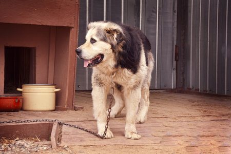big dog on a chain. dog guarding the territory. High quality photoの写真素材
