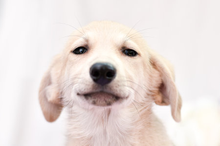 portrait of a puppy with narrowed eyes and flattened ears on a light background. High quality photoの写真素材