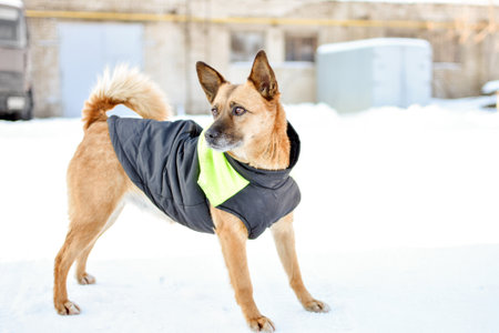 dog in a vest on a walk in winter. clothes for dogs. High quality photoの写真素材