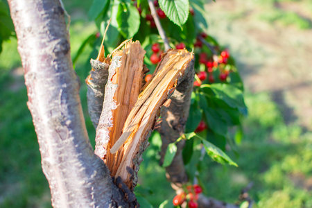 broken cherry branch from the wind and the weight of the berries. High quality photoの写真素材
