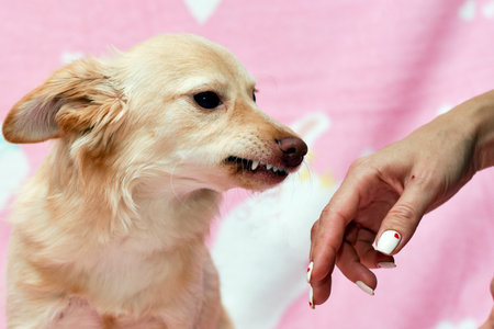 dog bared its teeth at a human hand. High quality photoの写真素材