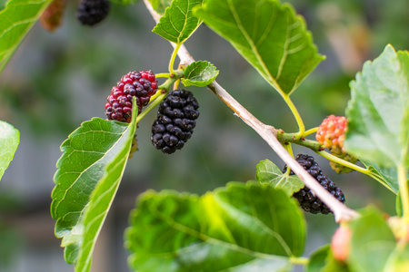mulberry berries on a tree branch of varying degrees of ripeness. High quality photoの写真素材