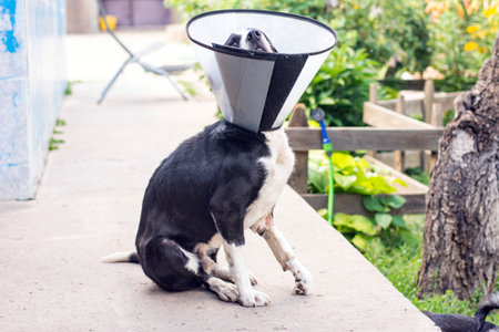 dog in a veterinary collar while treating an injured paw. High quality photoの写真素材