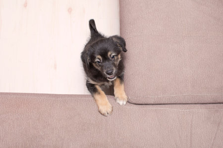 little puppy trying to climb on the couch. High quality photoの写真素材