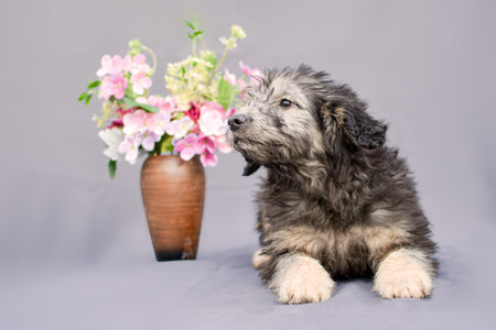 fluffy puppy and a vase of flowers on a gray background. High quality photoの写真素材