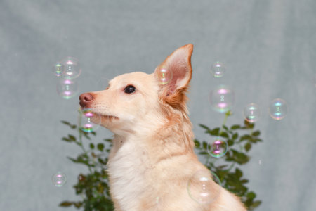 portrait of a dog among soap bubbles on a gray background. High quality photoの写真素材