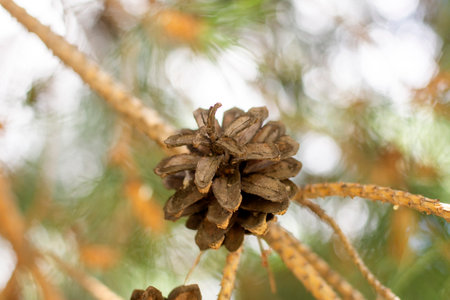 mature opened pine cone on a tree against a blurred background. High quality photoの写真素材