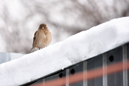 a sparrow sitting on a snowy roof. High quality photoの写真素材
