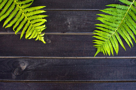 green fern leaves on dark wooden background with copy space. High quality photoの写真素材