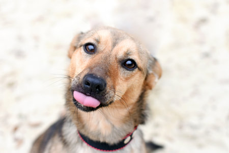 cute dog teases by showing tongue. portrait of a dog on a light backgroundの写真素材