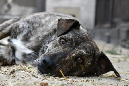 a dog with very sad eyes lies on the ground. portrait of a dog. High quality photoの写真素材