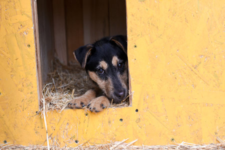 a sad puppy lies looking out of his yellow booth. dog in the boothの写真素材