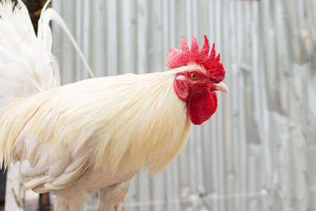 Portrait of a white rooster on a light background. High quality photo
