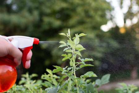 manual spraying of green leafs from diseases and pests. High quality photoの写真素材
