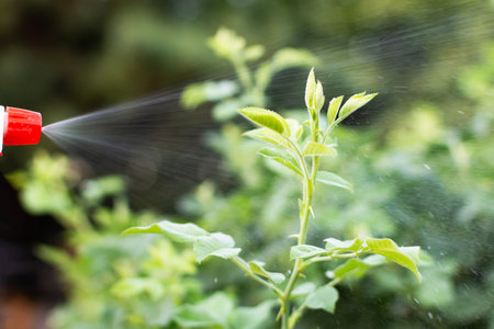 manual spraying of green leafs from diseases and pests. High quality photoの写真素材