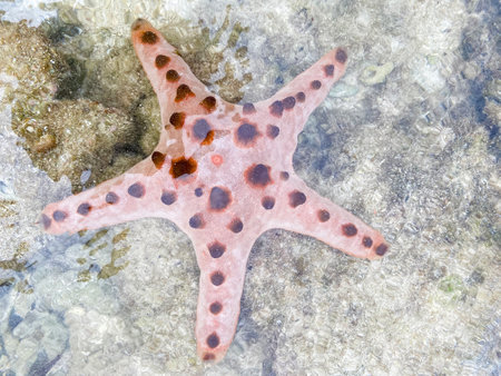 Large starfish at the bottom under the surface of the water. High quality photoの写真素材