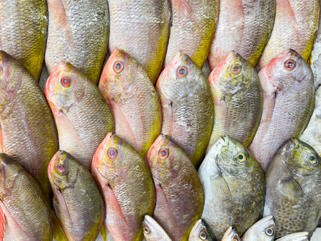 Fresh sea fish on ice in a seafood store. Top viewの写真素材