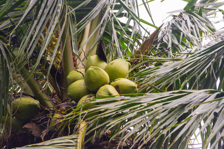 Large green coconuts on a palm tree close-up. High quality FullHD footageの写真素材