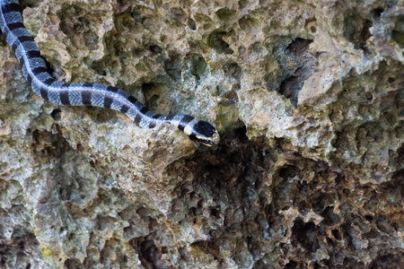 Poisonous sea snake krait on the stones near the sea. Yellow-lipped flattailの写真素材