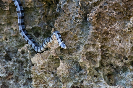 Poisonous sea snake krait on the stones near the sea. Yellow-lipped flattailの写真素材