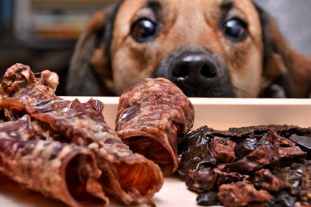 Natural treats for pets. dried meat products to feed and motivate dogs. Dog food.の写真素材