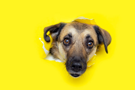 a dog head sticks out of a hole in a yellow torn piece of paper. High quality photoの写真素材