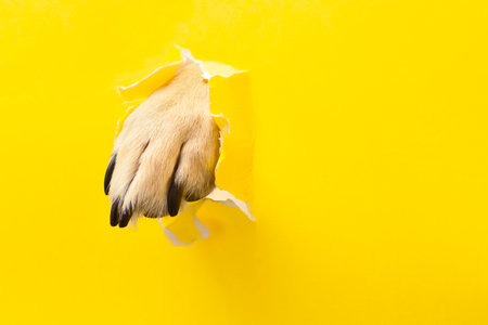 dog paw sticking out of a hole in a yellow torn piece of paper. High quality photoの写真素材