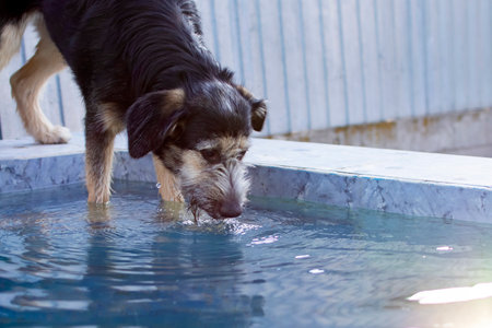 dog drinks water from the pool in hot weather. High quality photoの写真素材