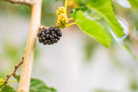 ripe mulberry berry close-up against the background of green foliage. High quality photoの写真素材