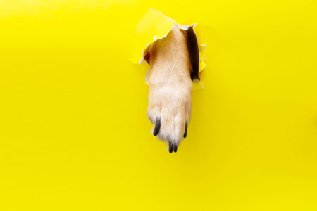 dog paw sticking out of a hole in a yellow torn piece of paper. High quality photoの写真素材