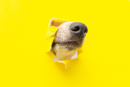 a dog nose sticks out of a hole in a yellow torn piece of paper. High quality photoの写真素材