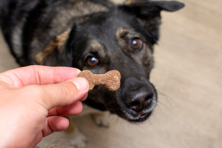 the dog is waiting for a tasty treat. treat for a dog in the form of a bone in a human hand. dog training. High quality photoの写真素材