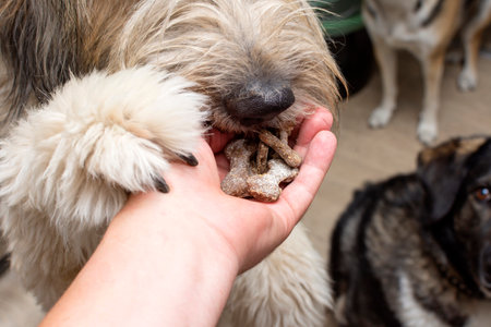 The dog takes a treat in the form of bones from the hands of a person. High quality photoの写真素材